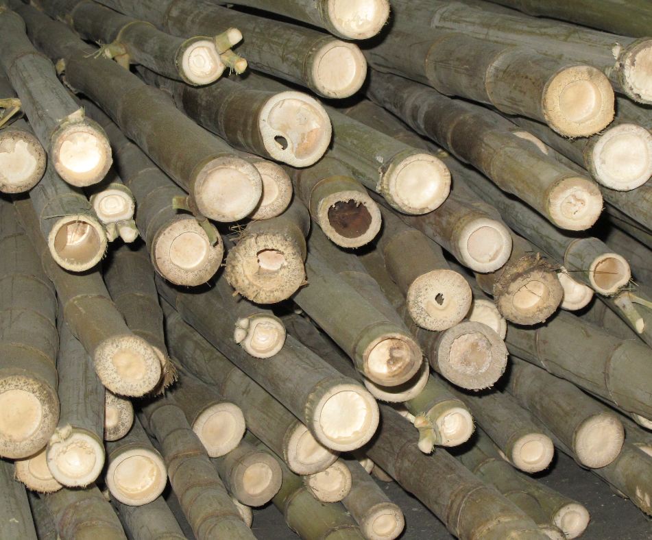 First All American Bamboo Supplier Introduces New Cash Crop